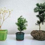 どんな部屋にも合うオシャレなインテリア!カザリスの枯れない盆栽を増やしてみた
